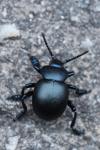 Timarcha tenebricosa