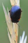 Chrysolina