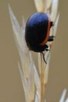 Chrysolina