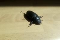 Lucanus cervus