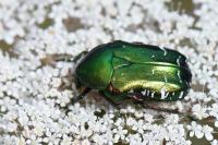 Cetonia aurata