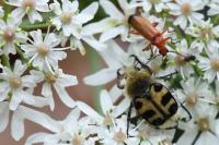 Trichius gallicus