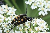 Leptura quadrifasciata