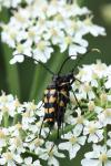 Leptura quadrifasciata