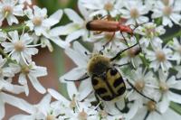 Trichius gallicus