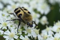 Trichius gallicus