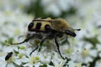 Trichius gallicus