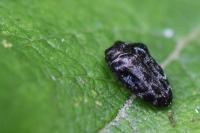 Trachys minutus