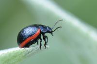 Chrysolina