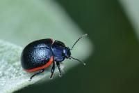 Chrysolina