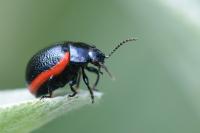 Chrysolina