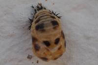 Harmonia axyridis