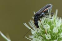 Oedemera flavipes