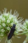 Oedemera flavipes