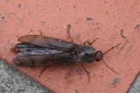Stenagostus rhombeus