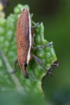 Lixus ochraceus