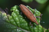 Lixus ochraceus