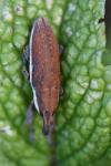 Lixus ochraceus