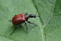 Apoderus coryli