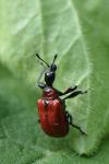 Apoderus coryli