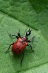 Apoderus coryli