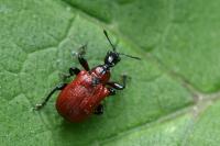 Apoderus coryli