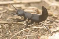 Ocypus olens
