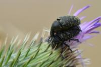Larinus turbinatus