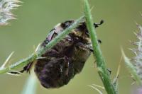 Potosia cuprea