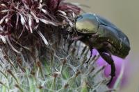 Potosia cuprea