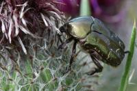 Potosia cuprea