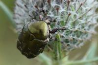 Potosia cuprea