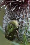 Potosia cuprea