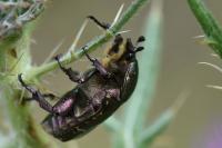 Potosia cuprea