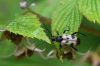 Pachytodes cerambyciformis