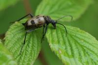 Pachytodes cerambyciformis