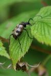 Pachytodes cerambyciformis