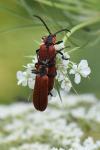 Lygistopterus sanguineus