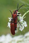 Lygistopterus sanguineus