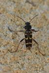 Xylotrechus arvicola