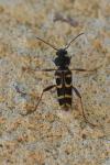 Xylotrechus arvicola