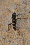 Xylotrechus arvicola