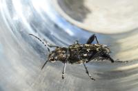 Xylotrechus rusticus
