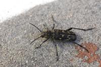 Xylotrechus rusticus