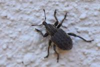 Brachypera zoilus