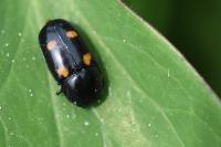 Glischrochilus hortensis