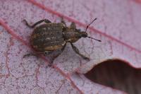 Brachypera zoilus