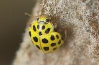 Psyllobora vigintiduopunctata
