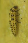 Psyllobora vigintiduopunctata