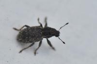 Sitona hispidulus